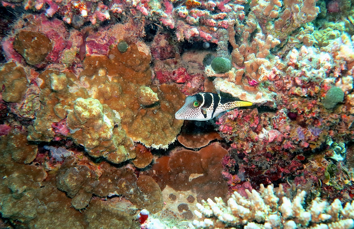 IMG_0887rf_Maldives_Madoogali_Plongee 9_House reef north_Poissons ballon a selles_Canthigaster valentini.jpg